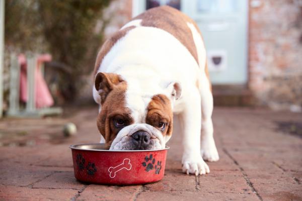 Digestión en el perro: funcionamiento y duración - ¿Cuánto dura la digestión del perro?