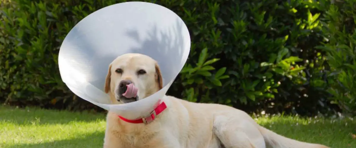 Mi Perro Tiene Hipo A Menudo