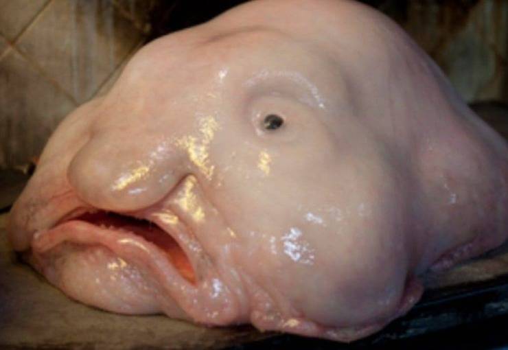 pez gota