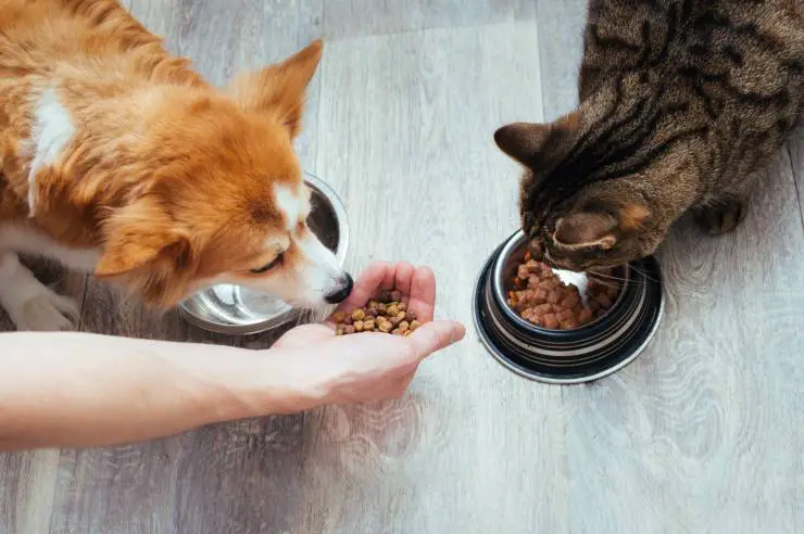 Perro y gato comiendo