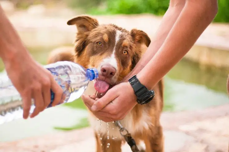Perro bebe de la mano