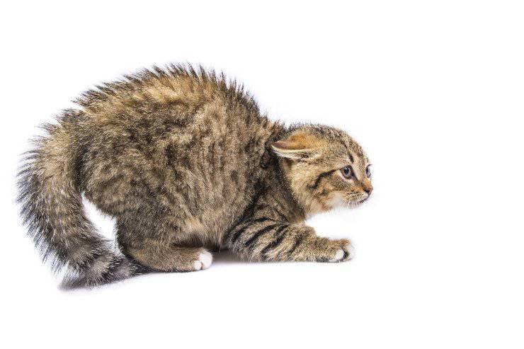 miedos del gato