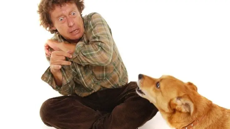 cinofobia o miedo a los perros