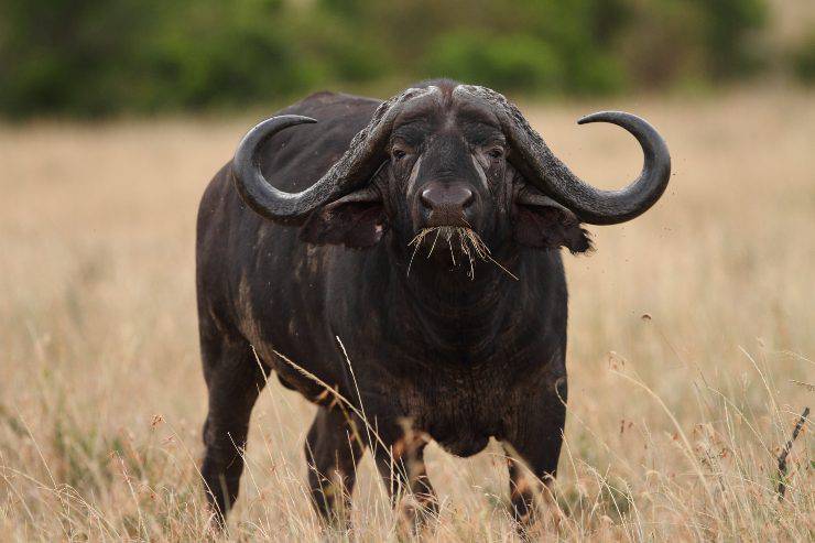 Búfalo africano que come, donde vive, características y