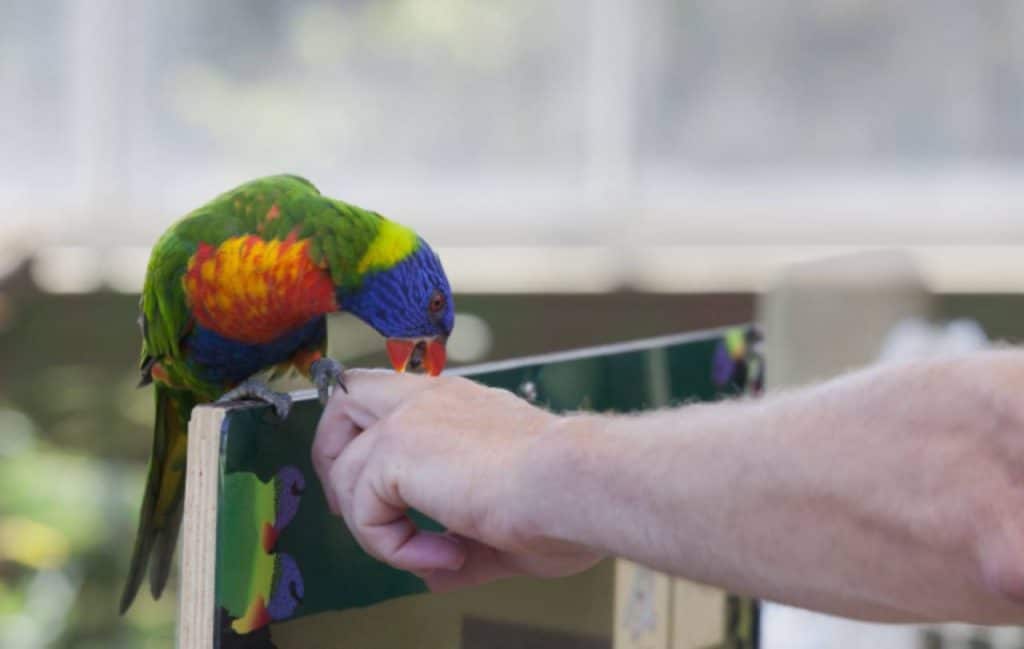 El loro picotea por que y como comportarse Vida con Mascotas ️