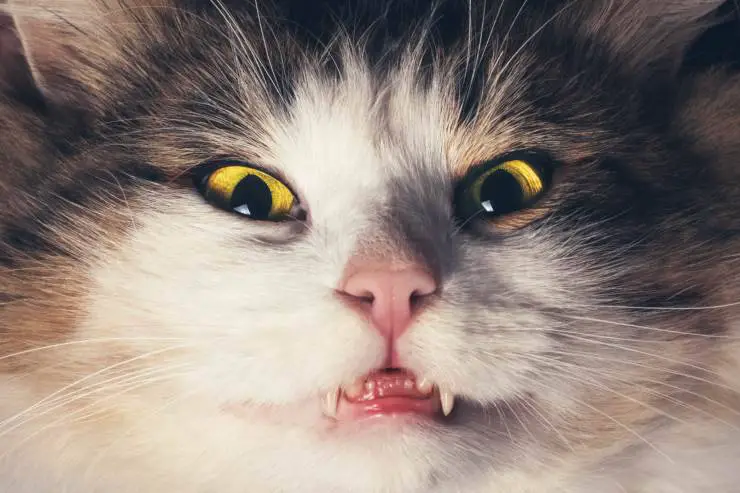 Dolor de muelas en gatos