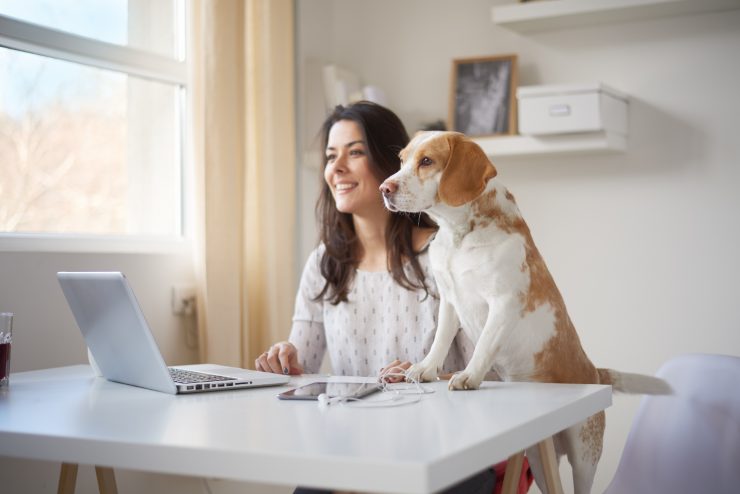 El perro se sube a la mesa. El perro se sube a la mesa.