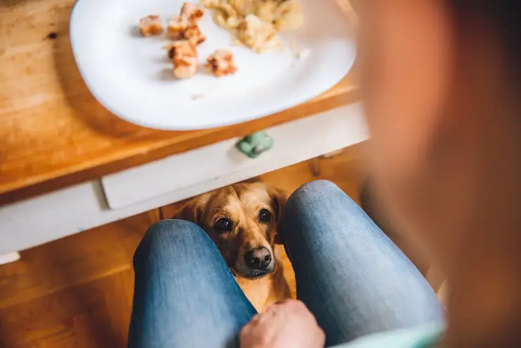 Fido se para al pie de la mesa