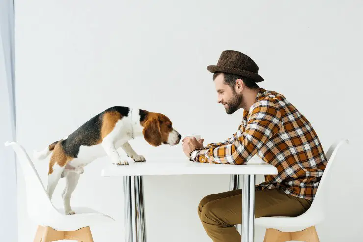 Perro en la mesa Perro en la mesa
