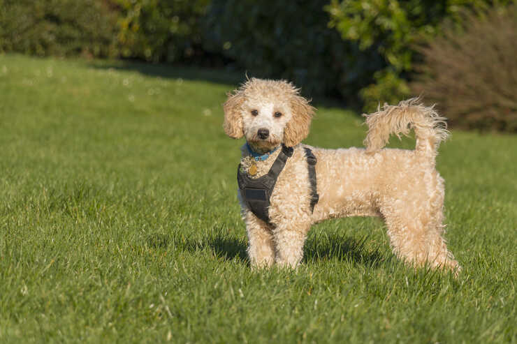 arnés de perro