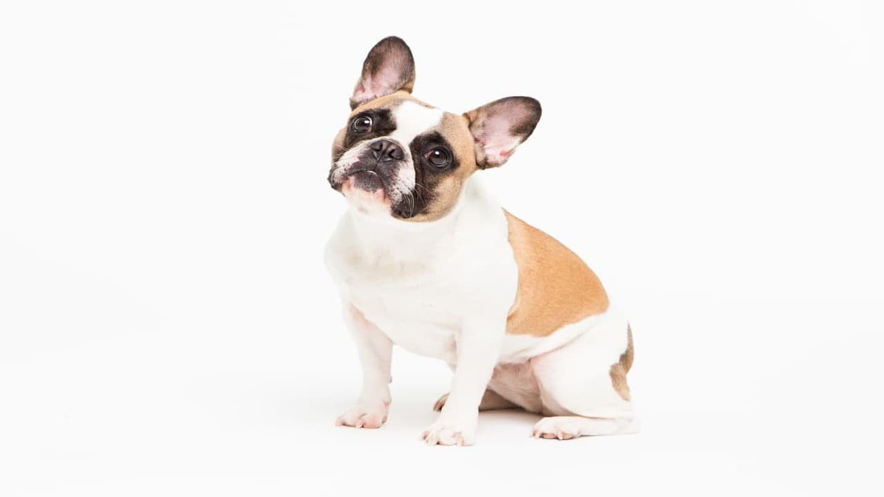 ¿Pueden los perros comer cebada? (Foto de Adobe Stock)