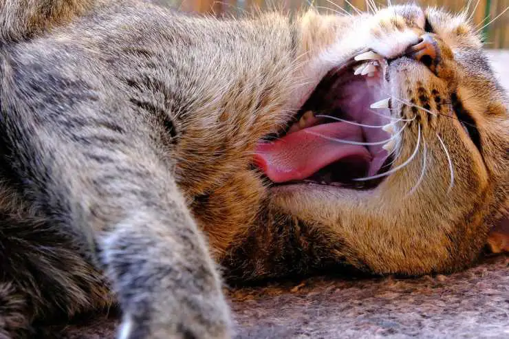 Dientes del gato Dientes del gato