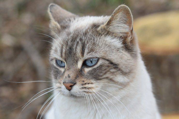 ojos azules en el gato el gato tiene ojos azules