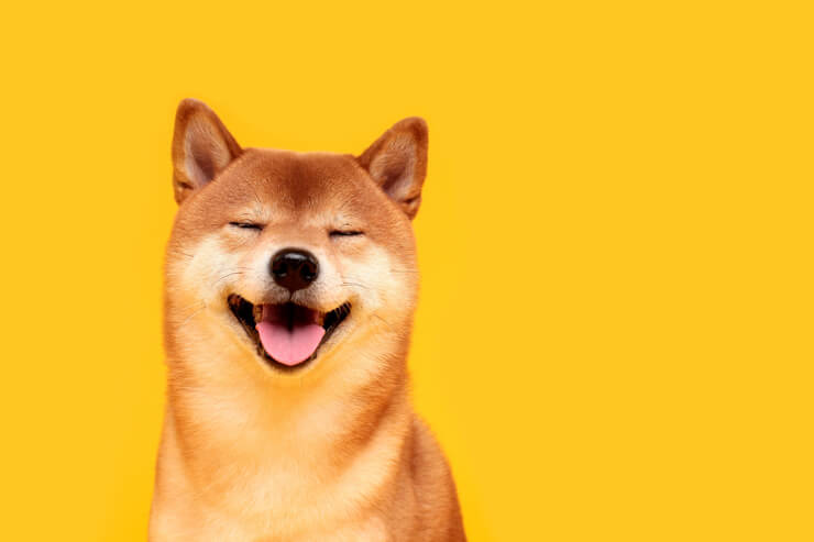 perro feliz relajado