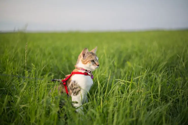 Arneses para gatos