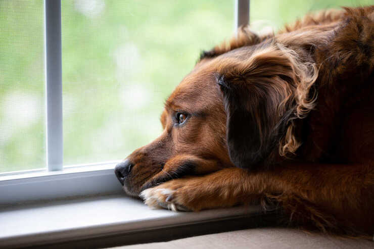 ayudar al perro a superar la muerte del dueño