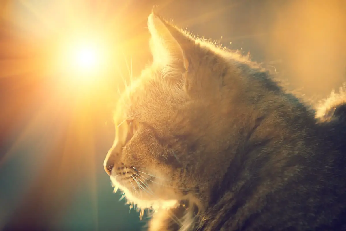Ciclo reproductivo del gato (Foto Adobe Stock)