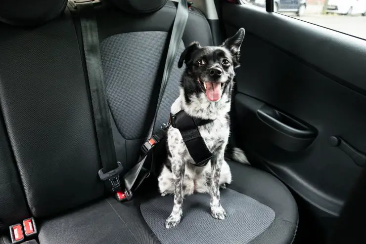 Cinturones de seguridad para perros