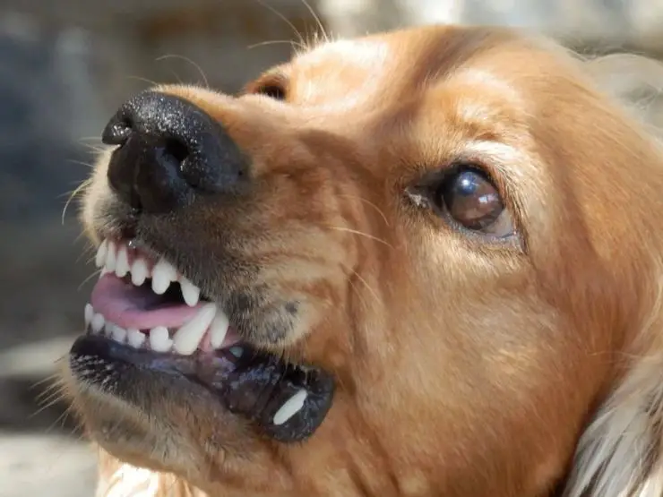 el perro gruñendo puede dar miedo superar el miedo a los perros