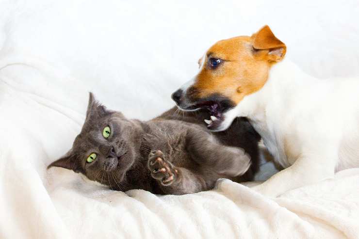 Cómo tratar las mordeduras de perros en gatos