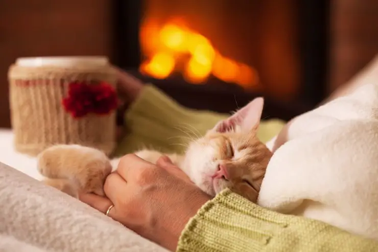 gato durmiendo sonríe