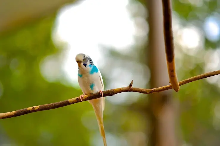 Las aves domesticas