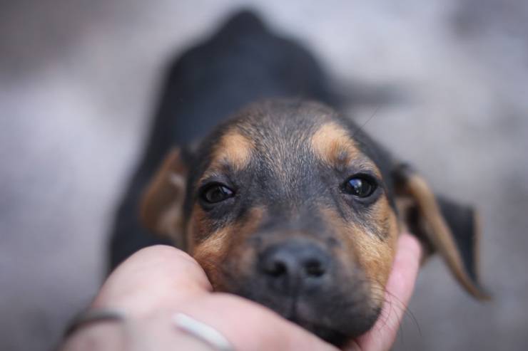 donde acariciar a nuestro perro y los puntos que no tocar puntos para acariciar al perro