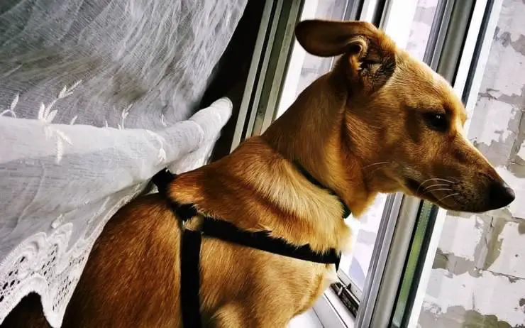 perros estresados por el cambio climático