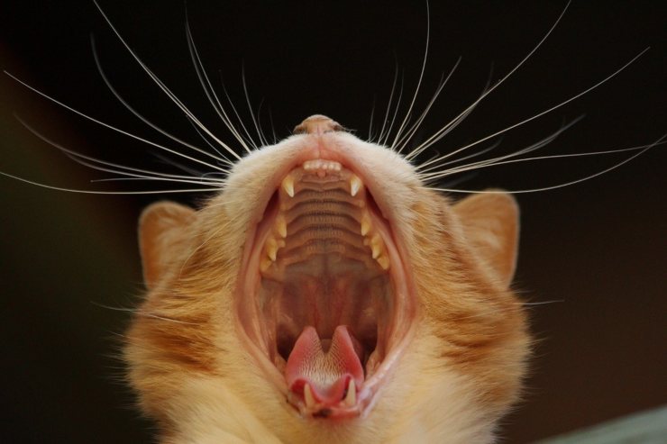 El gato bosteza