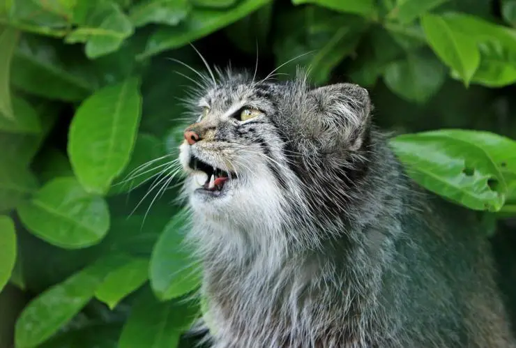El gato no maúlla