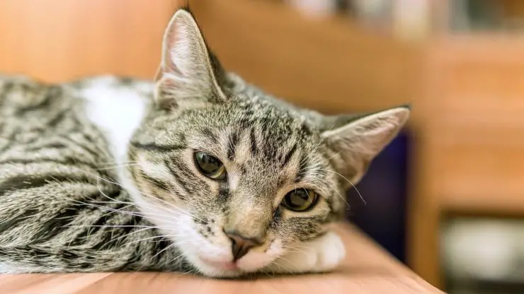 El gato no responde