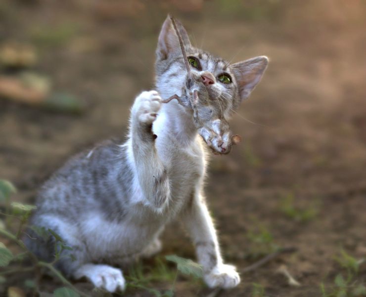 El gato se comió un ratón