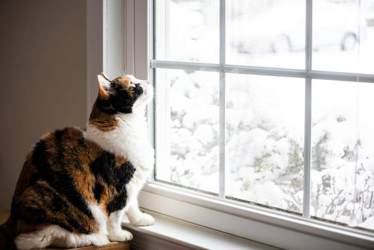 gato mira por la ventana gato golpea los dientes