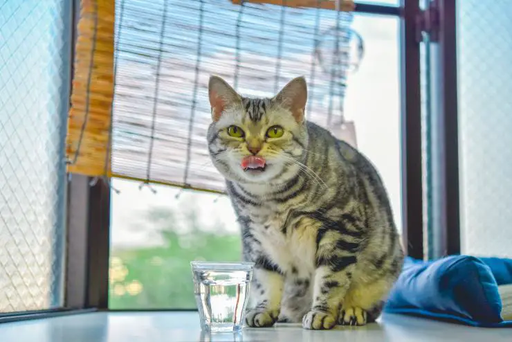 El gato le sopla al perro