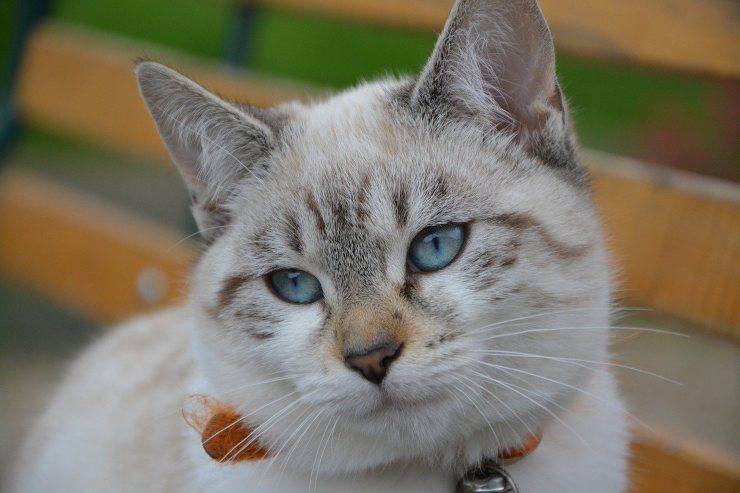 color azul de ojos de gato el gato tiene ojos azules
