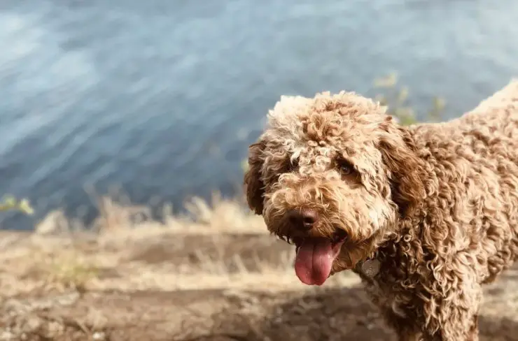 lagotto romagnolo