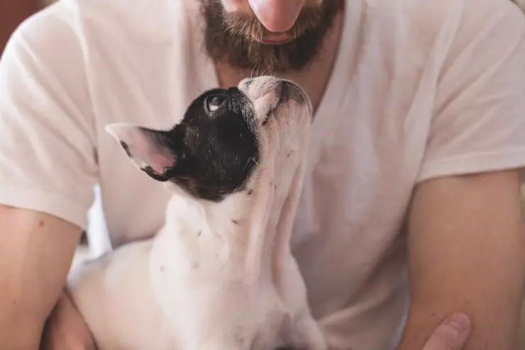 El perro reconoce caras