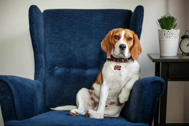 porque el perro toma tu lugar