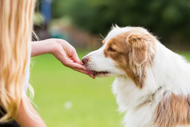 El perro come de la mano
