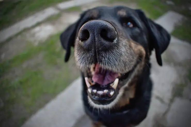 El perro tiene los dientes torcidos