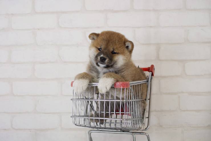 perro en el carrito de compras