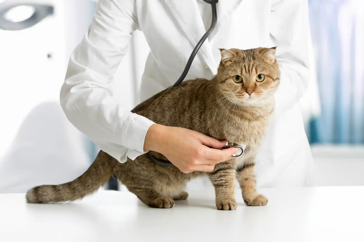 visita al veterinario