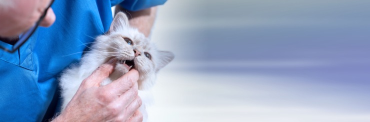 Gato sin dientes