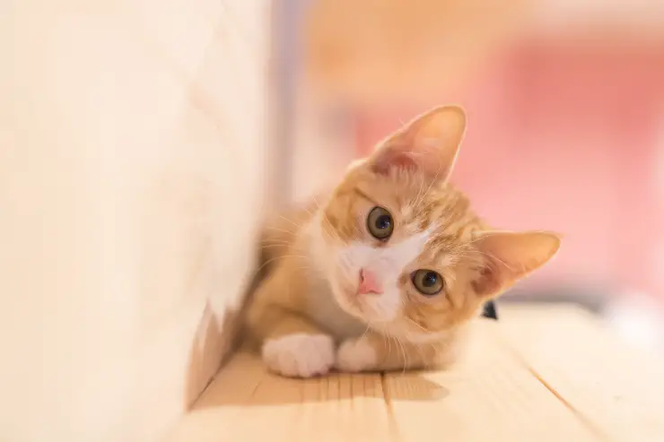 gato solo en casa