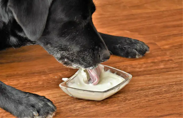 Intolerancia a la lactosa en perros