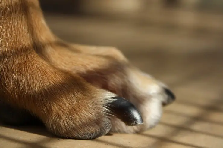 Las uñas del perro crecen demasiado
