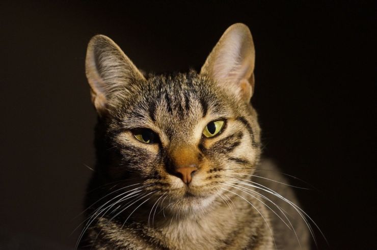 El lenguaje de las orejas del gato