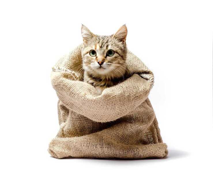 No digas gato si no lo tienes en la bolsa (Adobe Stock Photo)