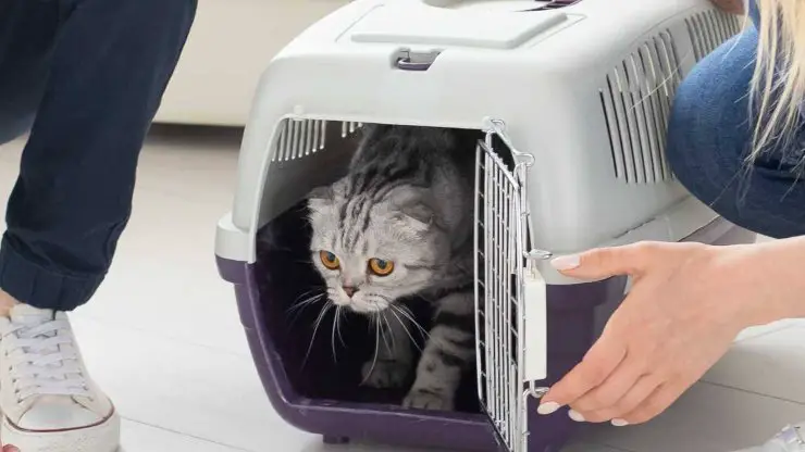 gato introducido en la casa gato nuevo en la casa
