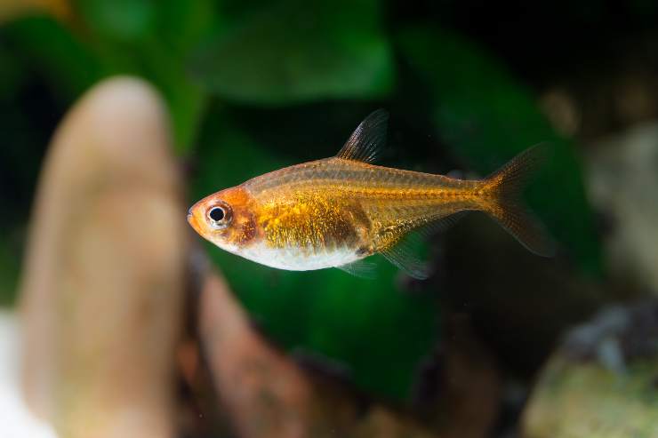 peces de acuario adecuados para niños